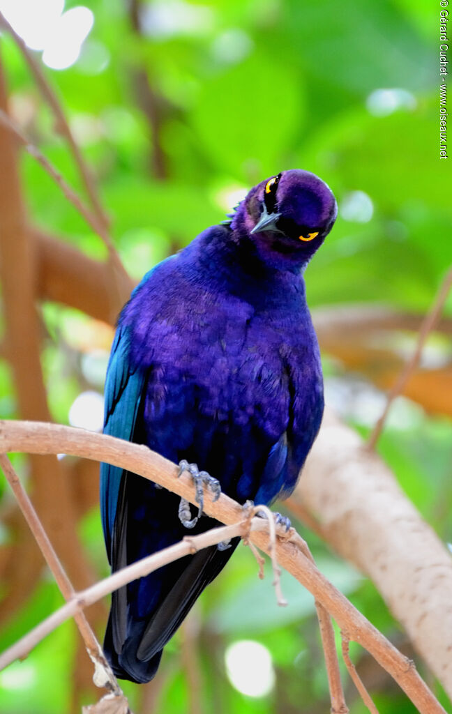 Purple Starling