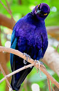 Purple Starling