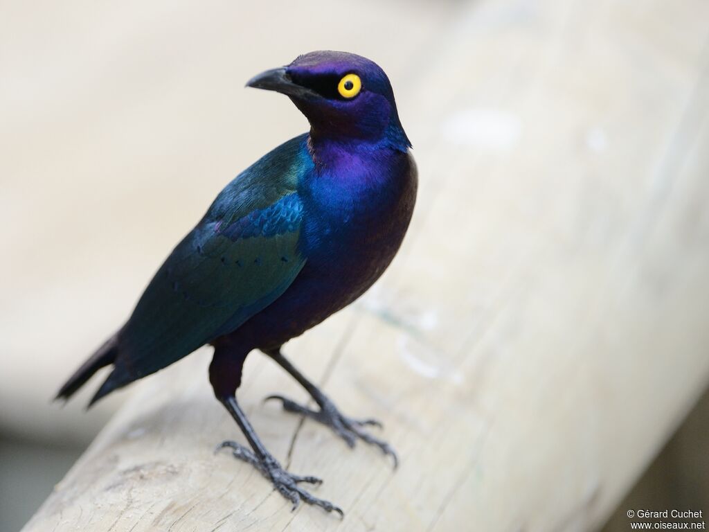 Purple Starling