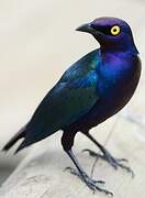 Purple Starling