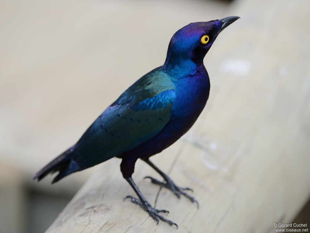 Purple Starling