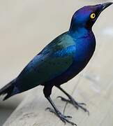 Purple Starling