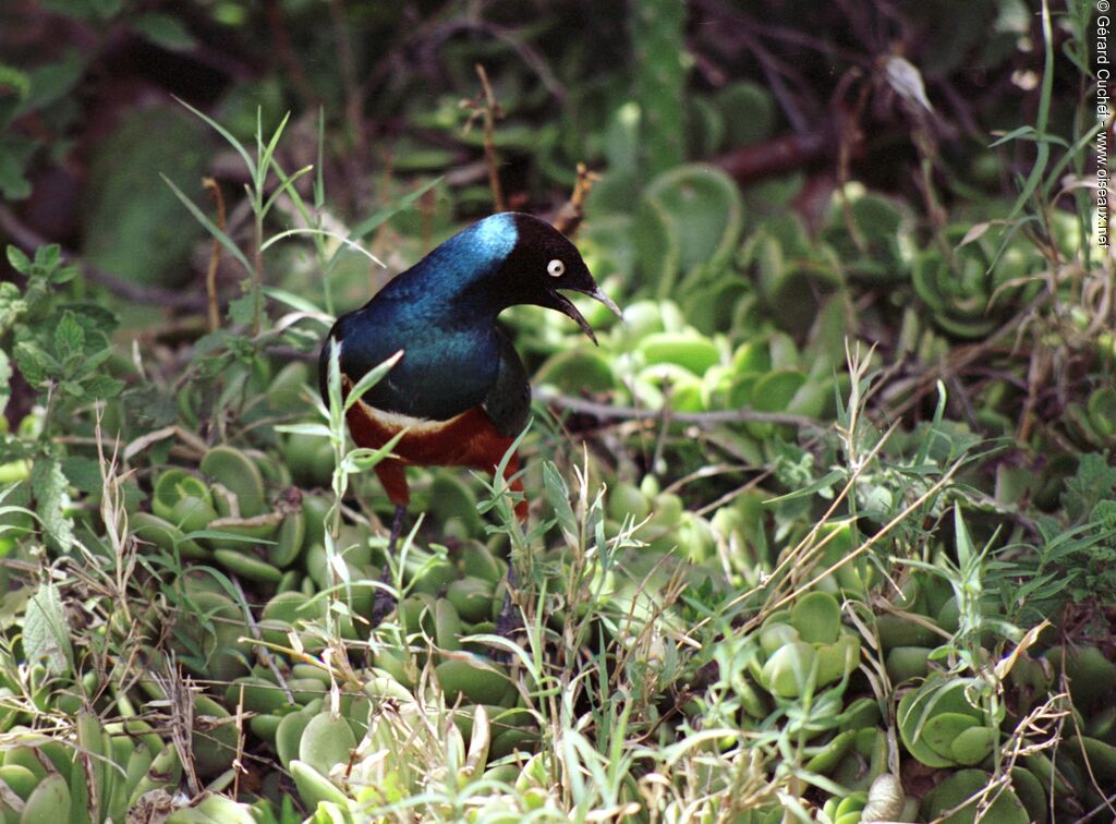 Superb Starling