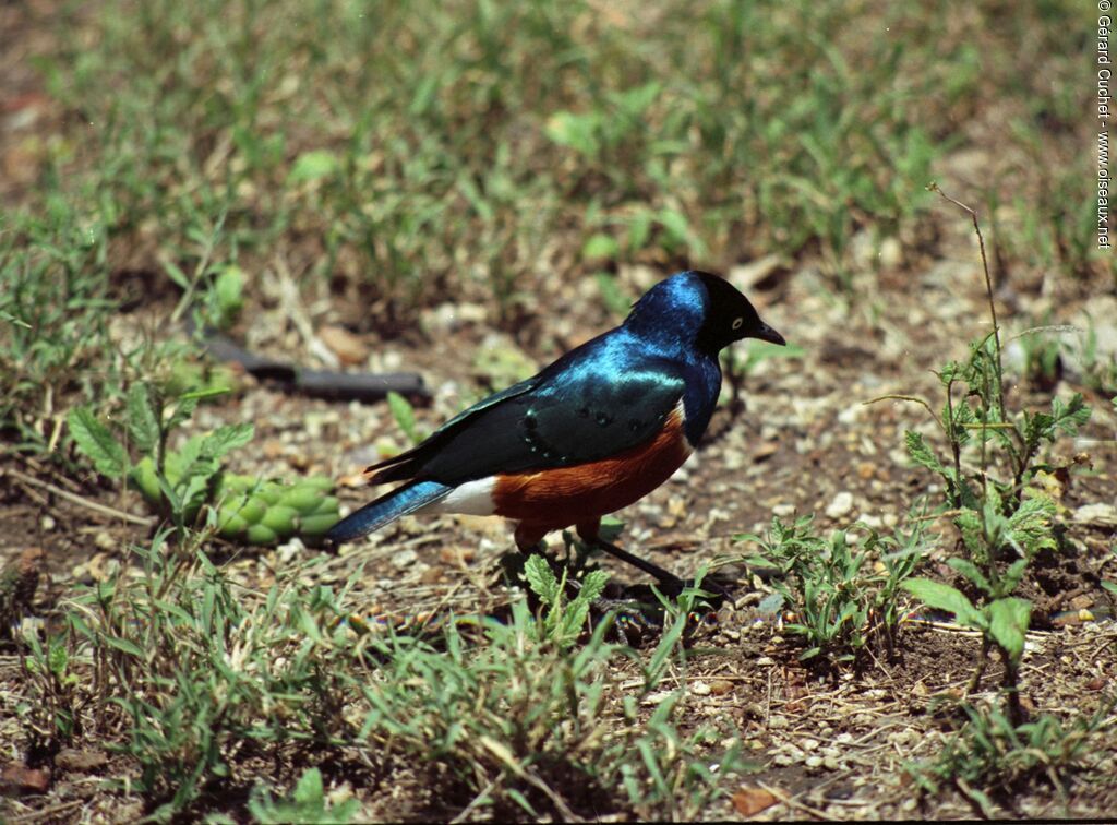 Superb Starling