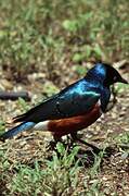 Superb Starling