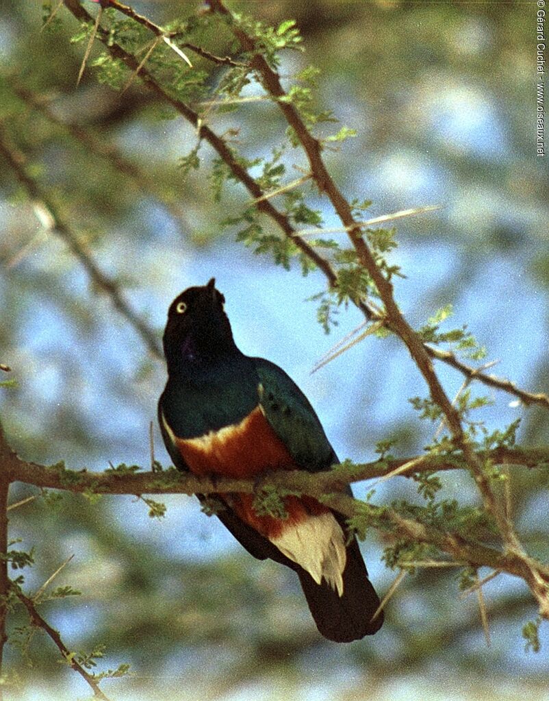 Superb Starling