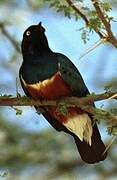 Superb Starling