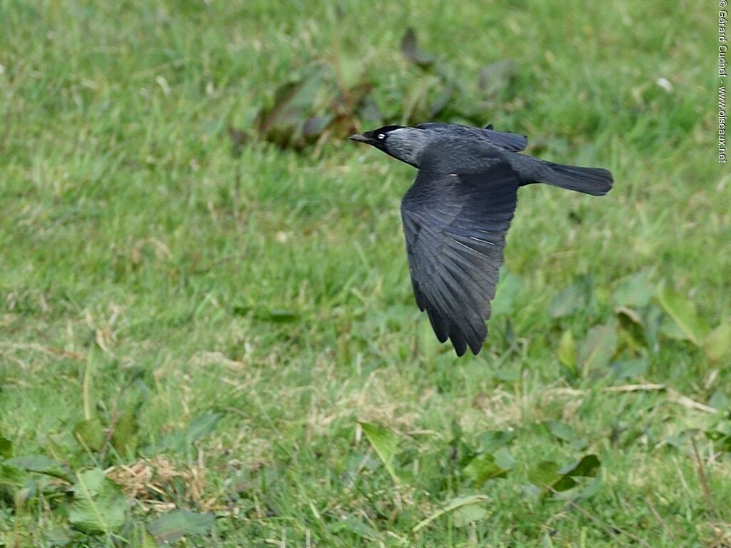 Western Jackdaw