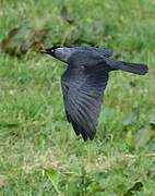 Western Jackdaw