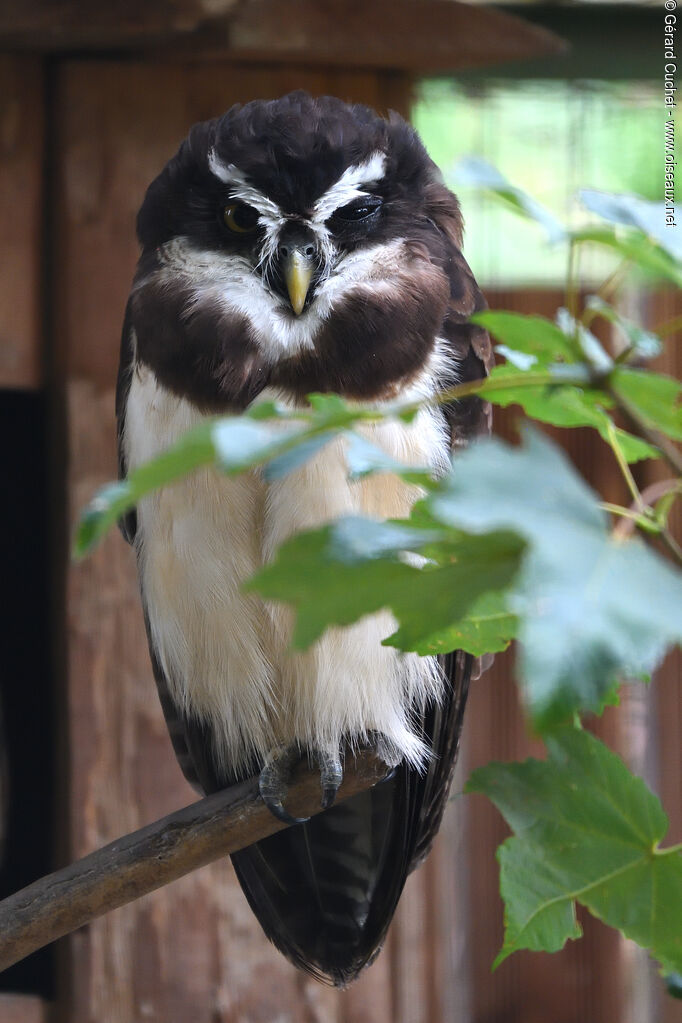 Spectacled Owl, identification