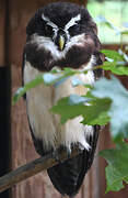 Spectacled Owl