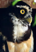 Spectacled Owl