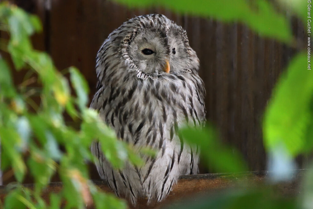 Chouette de l'Oural, identification