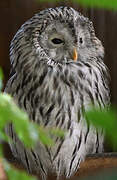 Ural Owl