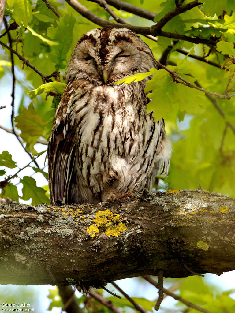 Tawny Owl