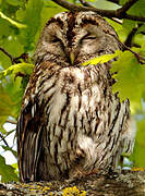 Tawny Owl