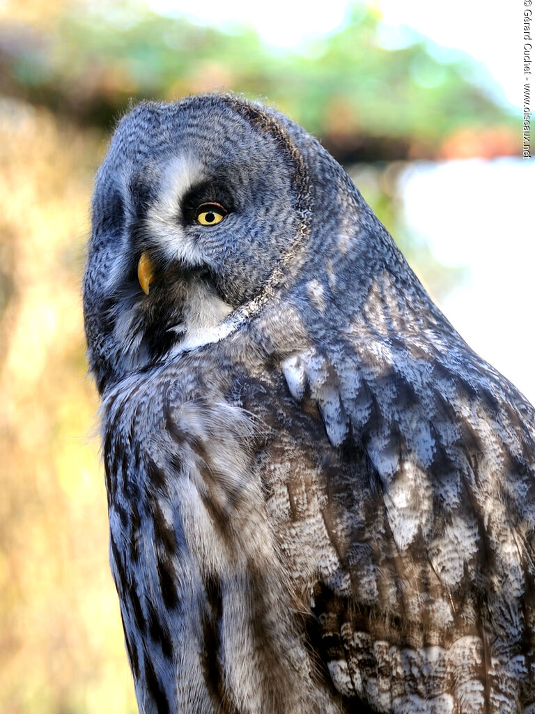 Great Grey Owl