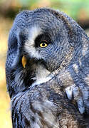 Great Grey Owl