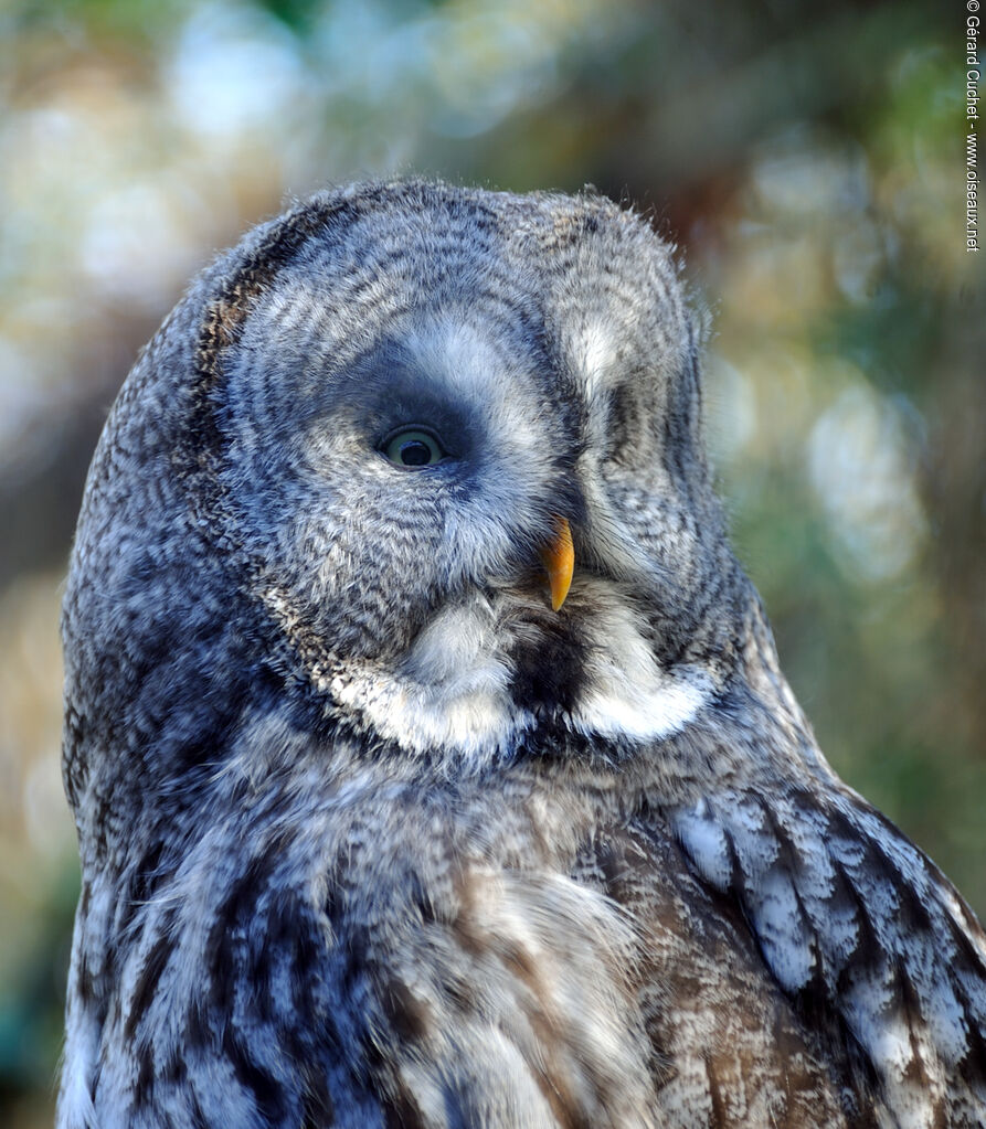 Great Grey Owl