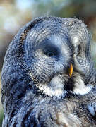 Great Grey Owl