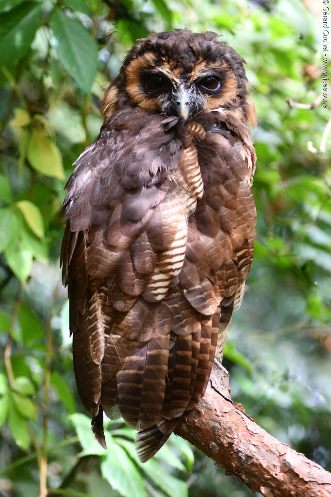 Chouette leptogramme mâle adulte, portrait