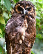 Brown Wood Owl