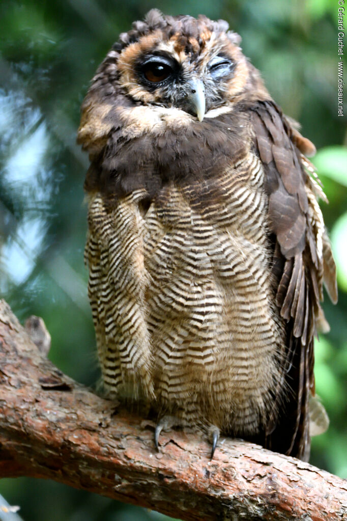 Chouette leptogramme, portrait