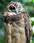 Brown Wood Owl