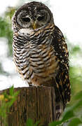 Rufous-legged Owl