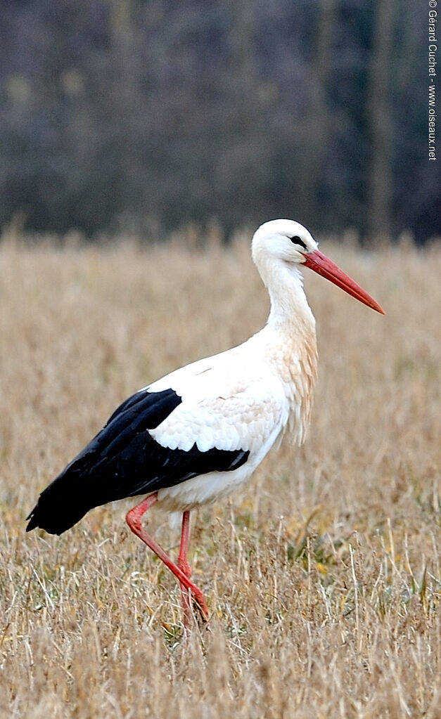 White Stork