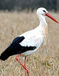 Cigogne blanche