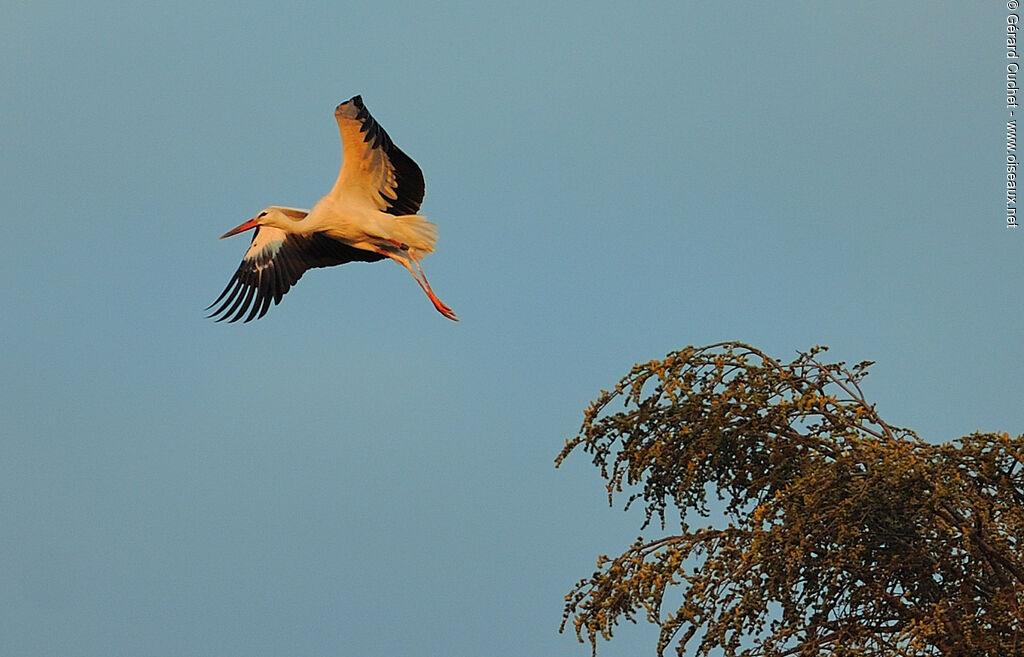 Cigogne blanche