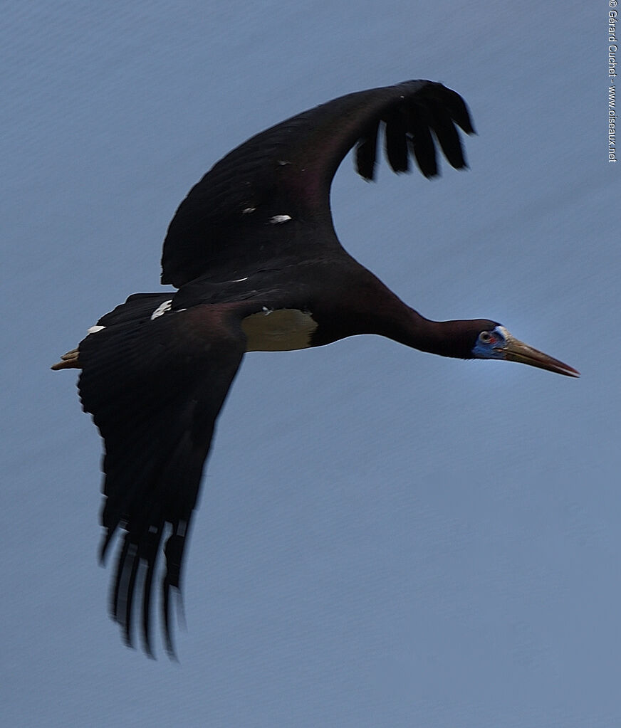 Cigogne d'Abdim, identification