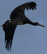 Cigogne d'Abdim