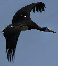 Cigogne d'Abdim