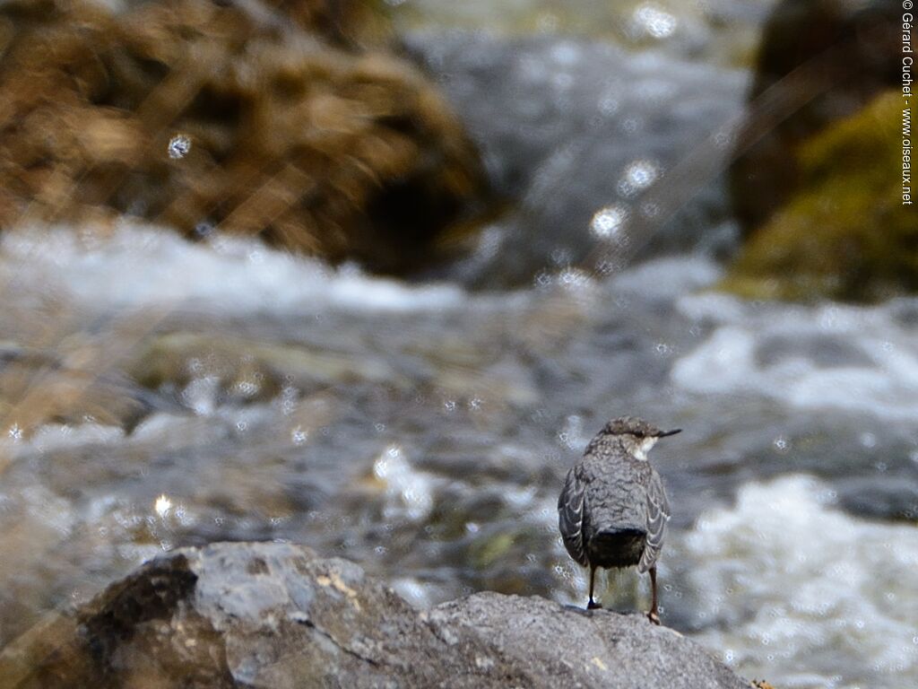 White-throated Dipperjuvenile