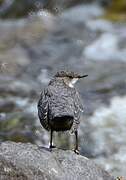 White-throated Dipper