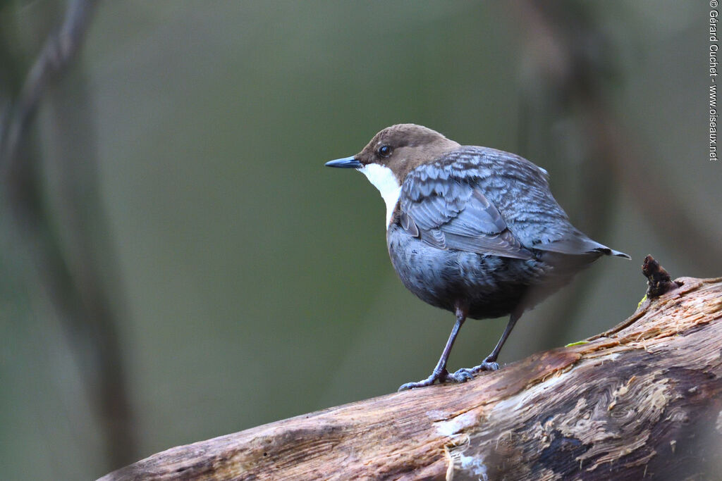 White-throated Dipper, identification