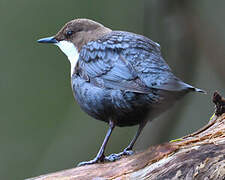 White-throated Dipper