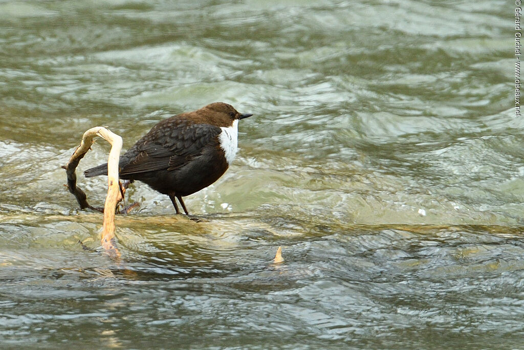 White-throated Dipper, habitat