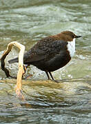 White-throated Dipper