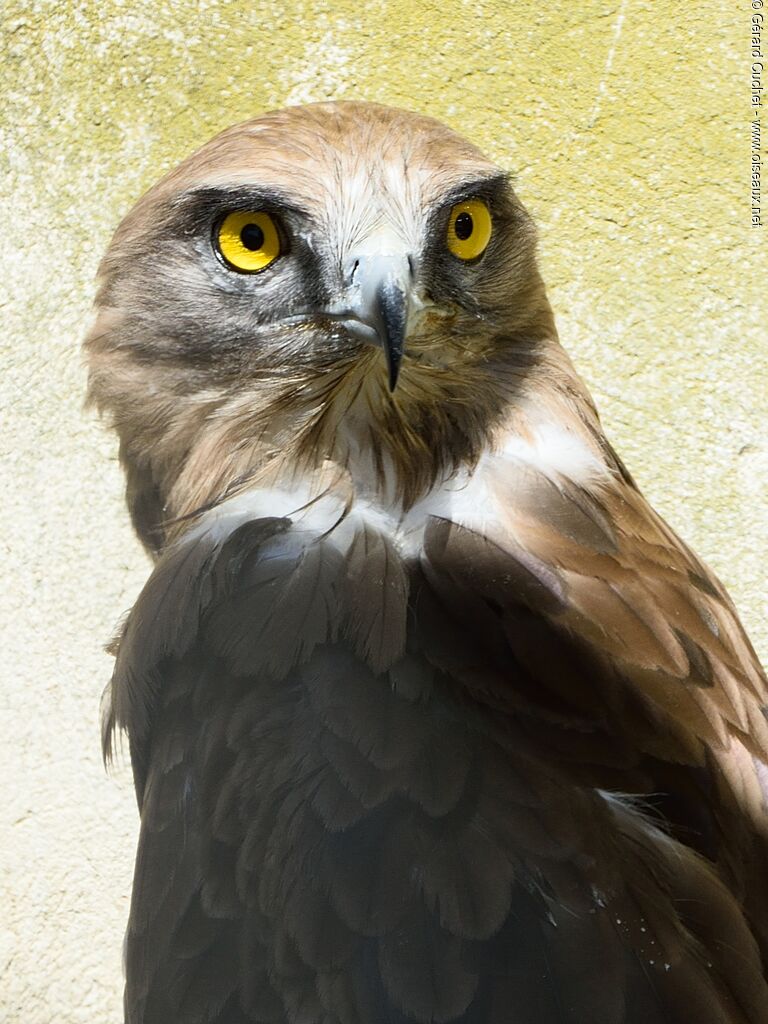 Short-toed Snake Eagle