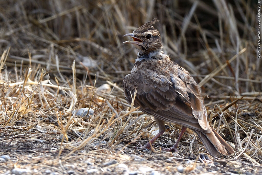 Crested Lark, identification