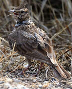 Crested Lark