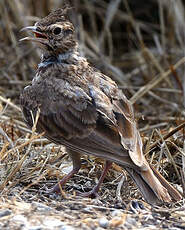 Cochevis huppé