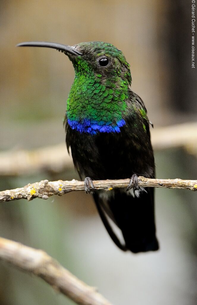 Colibri falle-vert