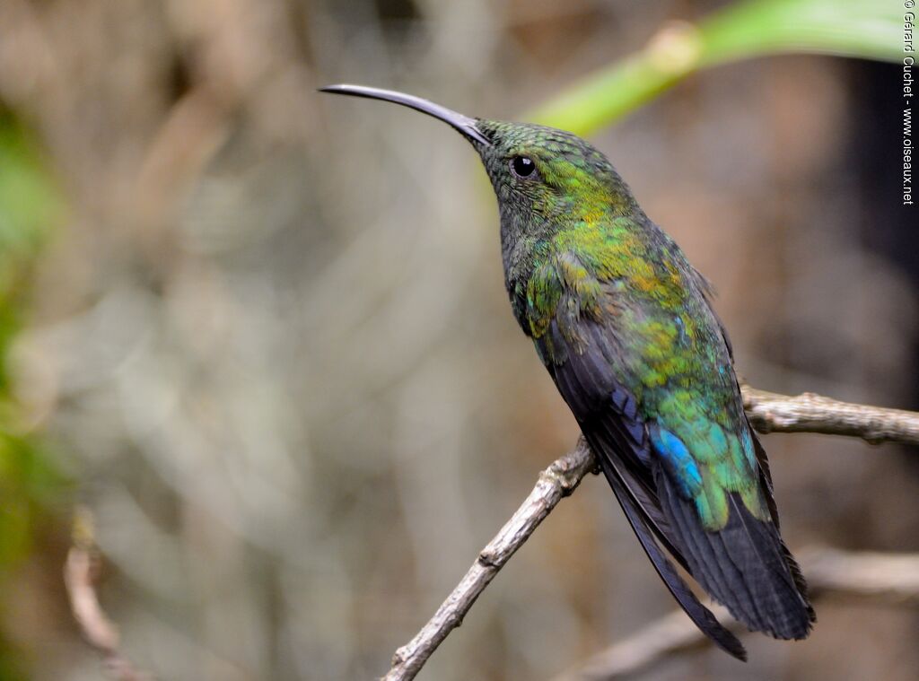 Colibri falle-vert