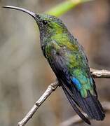 Colibri falle-vert