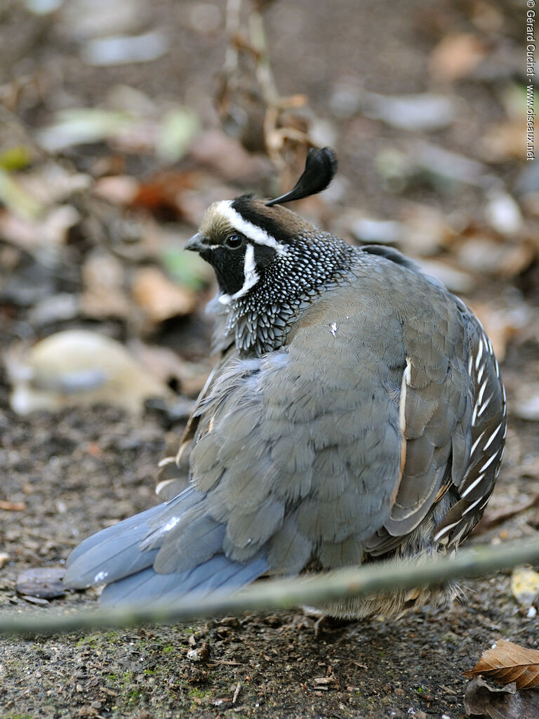 California Quail