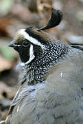 California Quail